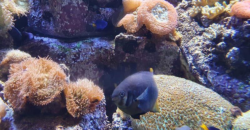 Explore DubaiâS Lost Chambers Aquarium: Tickets For One, Two, Or Four Dubai - Image 10